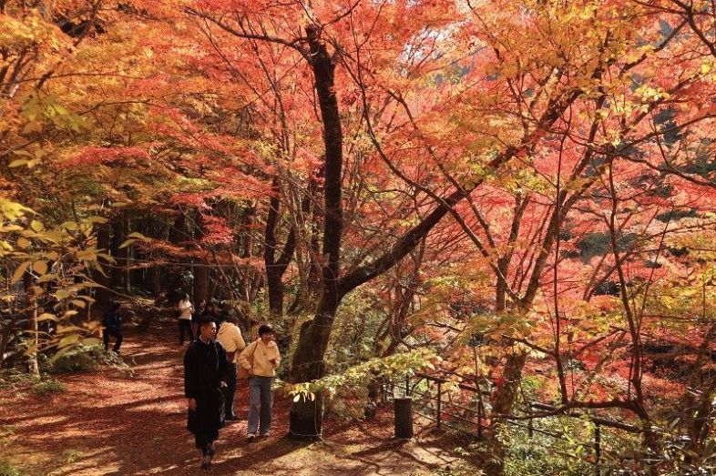 紅葉☆即購入OK様☆専用☆ 茨城県県北地区の紅葉の名所先取りガイド 袋田～竜神常～花貫ほか