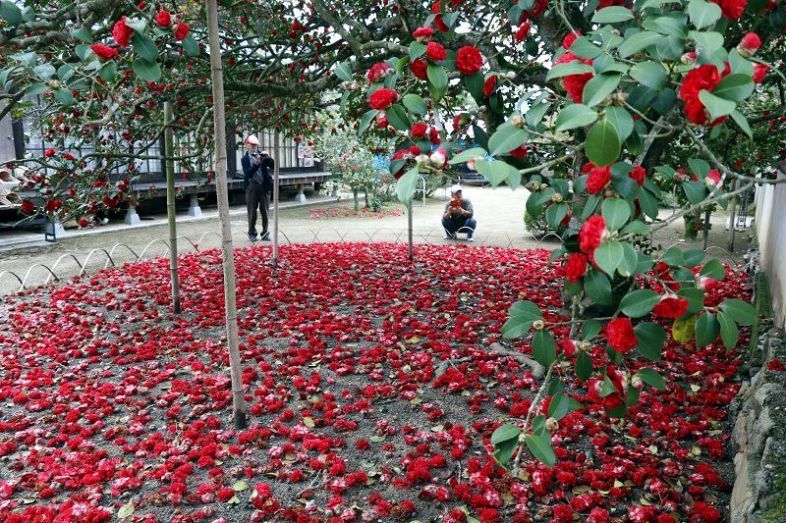 樹下を彩る深紅の花 矢掛・圀勝寺のツバキが満開：山陽新聞デジタル