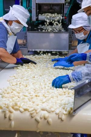 初物❗️鳥取県産 農薬不使用 砂丘らっきょう らっきょう 鳥取砂丘らっきょう」が初出荷 昨年よりも大ぶりに：山陽新聞デジタル
