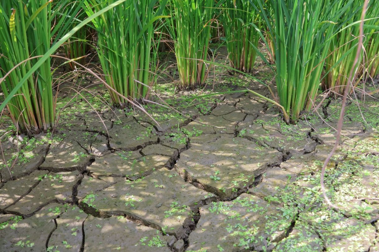 少雨で農業水不足懸念、岡山県内 ため池の水量減少、ひび割れも：山陽新聞デジタル｜さんデジ