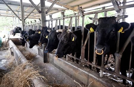 衆院選・隠れた焦点】畜産農家、島外退避に不安 沖縄「有事に牛残せぬ