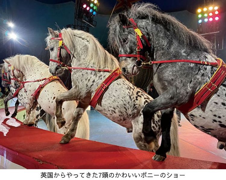木下大サーカス岡山公演 前期(8月3日まで)自由席招待券 10名様：山陽