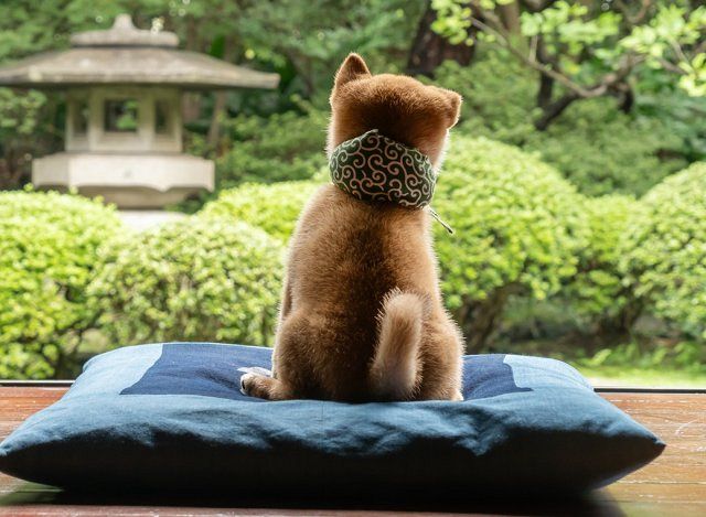 豆助 テレビ大阪『和風総本家』で人気の柴犬「豆助」新番組決定 “26代目