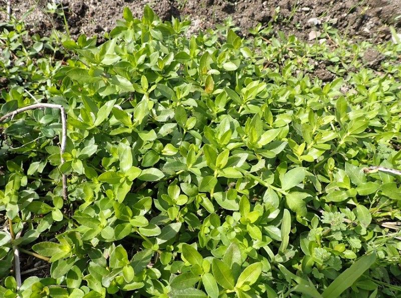 矢掛で地球上最悪の侵略植物確認　県内２例目、特定外来生物の水草
