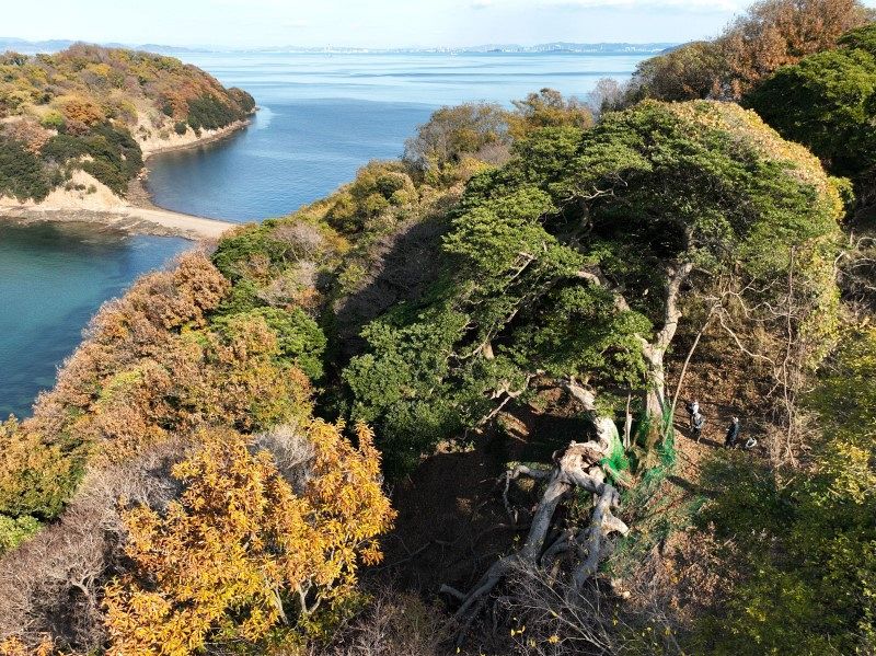 島を渡る】笠岡諸島編（2）白い集団 置き去りにされた家畜ヤギ：山陽