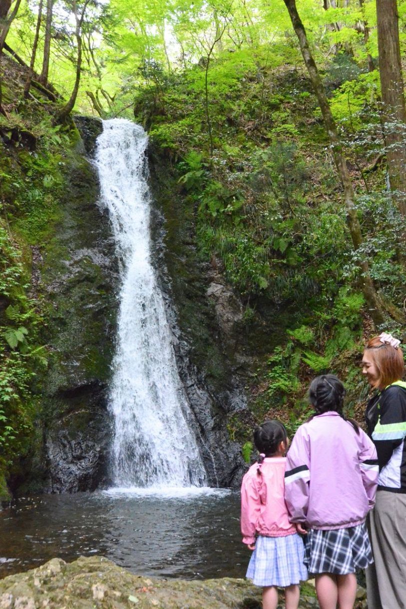 清水と新緑を堪能　津山・横野滝開き