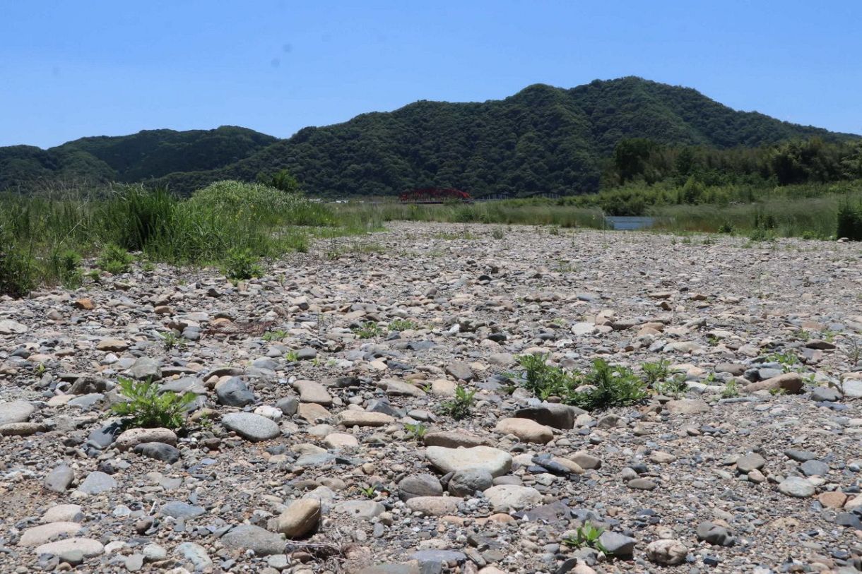 「れき河原」保護、国交省事務所　生態系保全へ２６年度にも開始