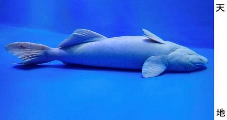 餌の時間以外は動かないナガコバンが話題 富山・魚津水族館のアイドル