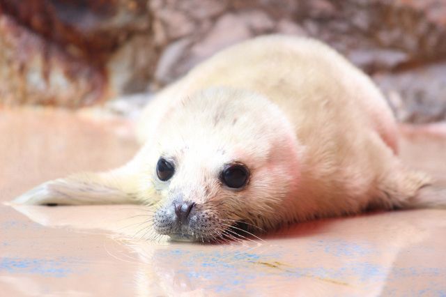 mlma　あかしろあかちゃん 純白”の「ゴマフアザラシ」赤ちゃん誕生…見られるのはごく短い期間