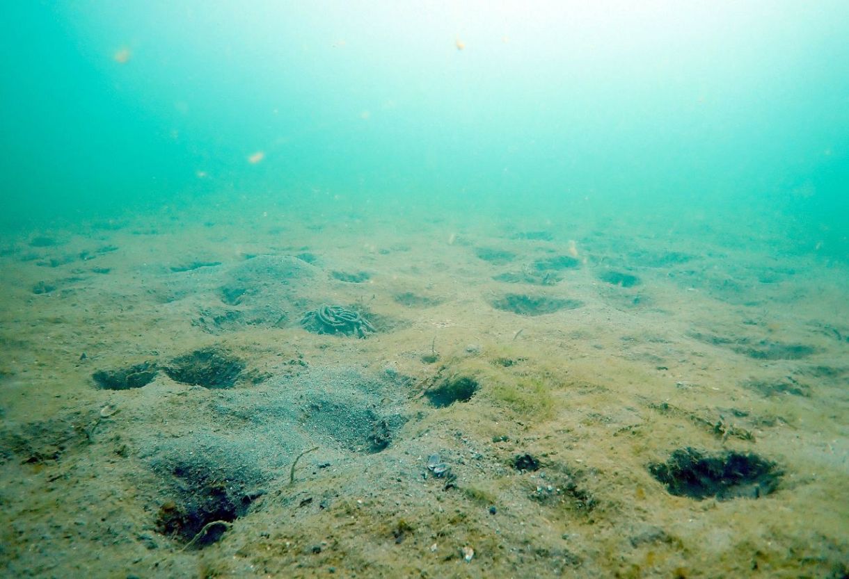 消えたアマモの森 笠岡・白石島沖　岡山沿岸各地も、海水高温影響か