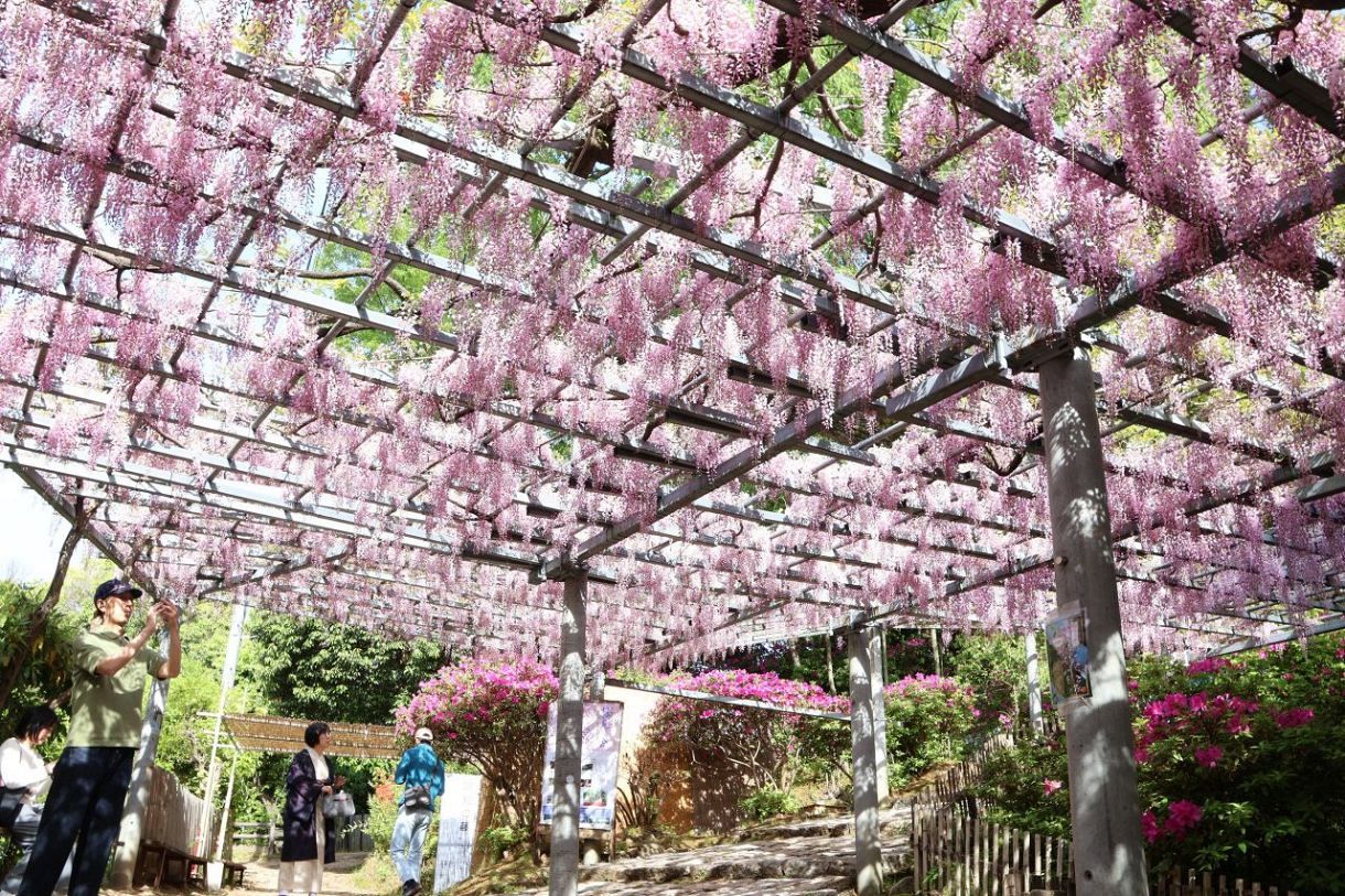 県天然記念物「阿知の藤」見頃　倉敷 ２５、２６日に藤見の会