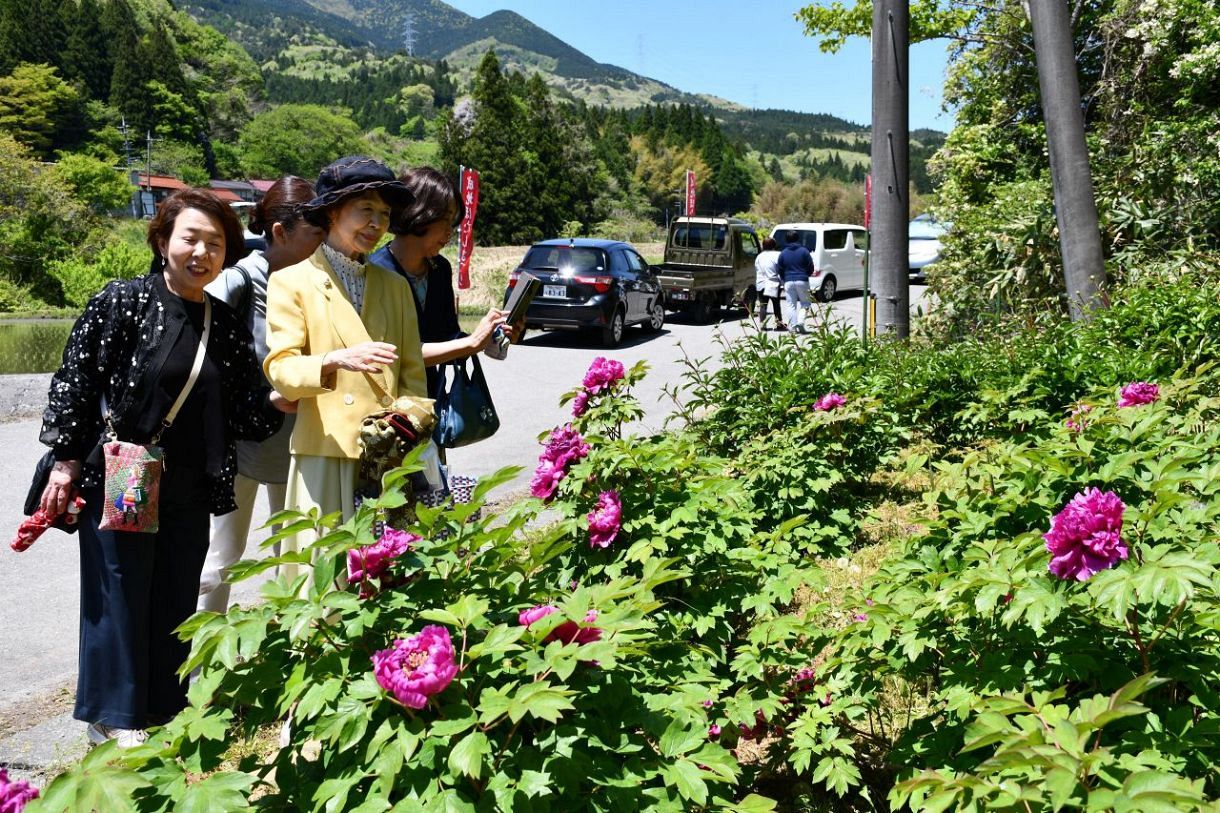 たんぽぽ様 確認用 色鮮やかなボタン1800株 新見・千屋成地ぼたん園で祭り：山陽新聞