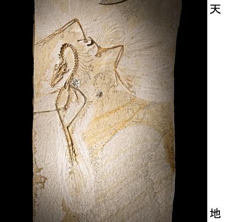 始祖鳥、安定して飛行か 化石の羽毛分析、米チーム：山陽新聞デジタル