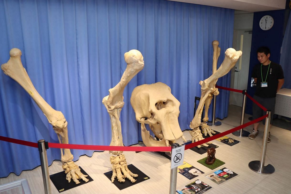 動物「骨」約80種類が一堂に 岡山・サイピアで企画展：山陽新聞