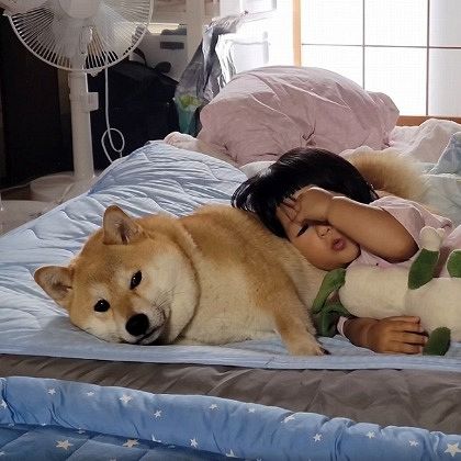 尊いの極み」2歳女児に“何されても動じない”されるがままの柴犬が