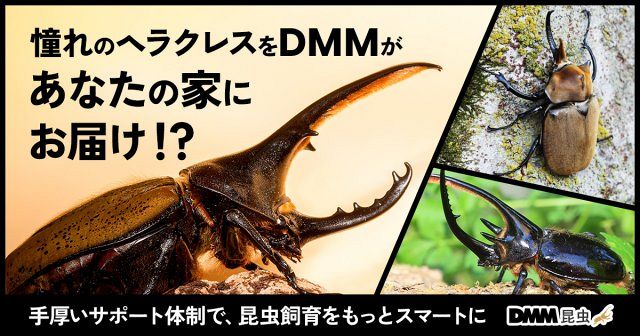 DMM、カブトムシ・クワガタ通販サービス開始 「DMM昆虫」ヘラクレス