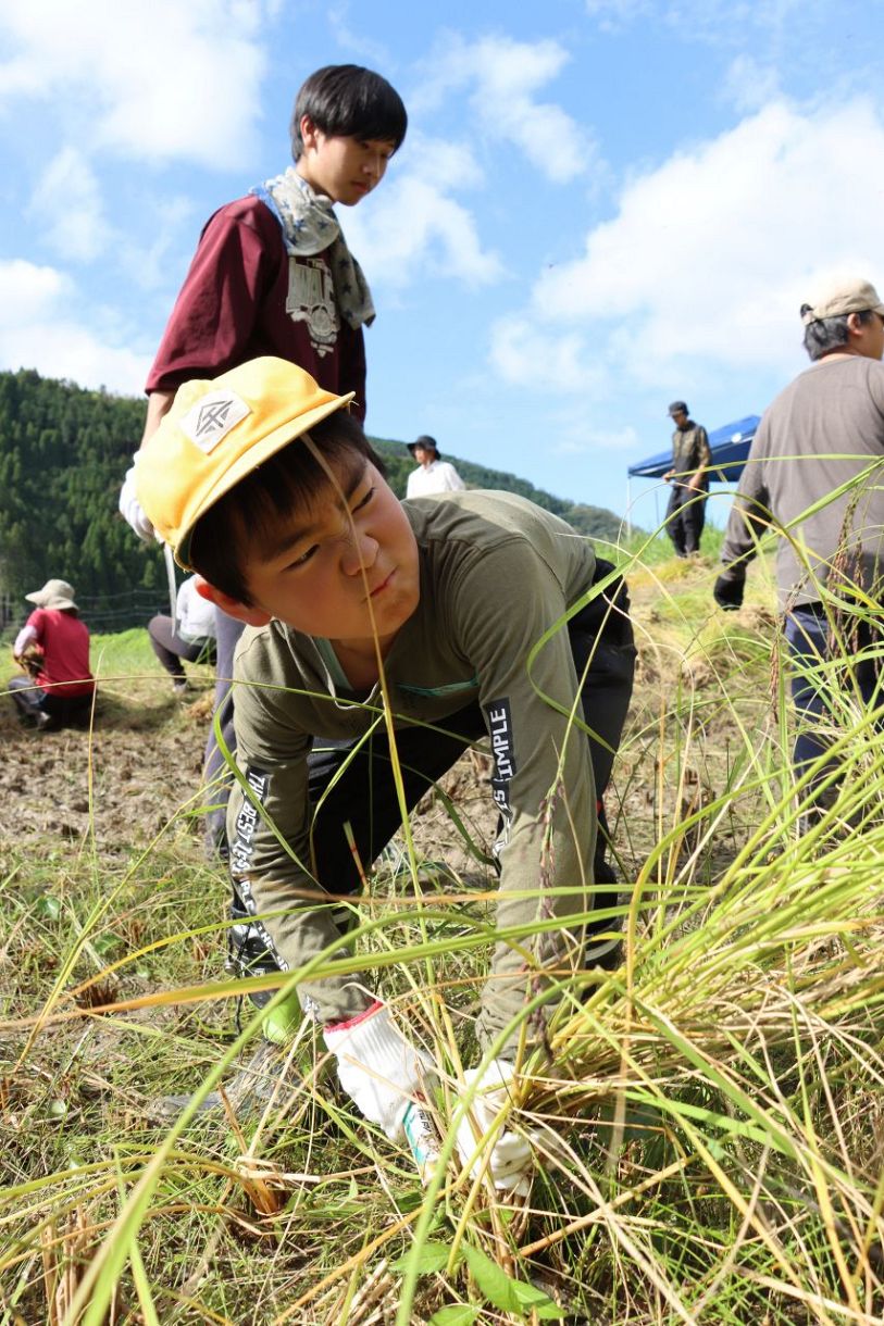 霜月祭もち米 元気よく収穫 真庭・余野小児童：山陽新聞デジタル｜さんデジ 