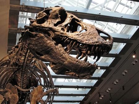 ティラノサウルスの体温は36度 歯の分析で推定、米チーム研究：山陽