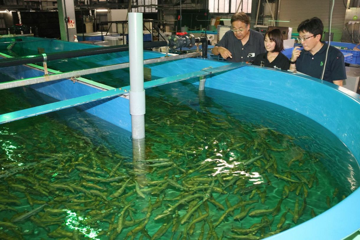 岡山理科大 サケ「完全養殖」　陸上で繁殖周期確立を　好適環境水活用 ３１年春実現目指す
