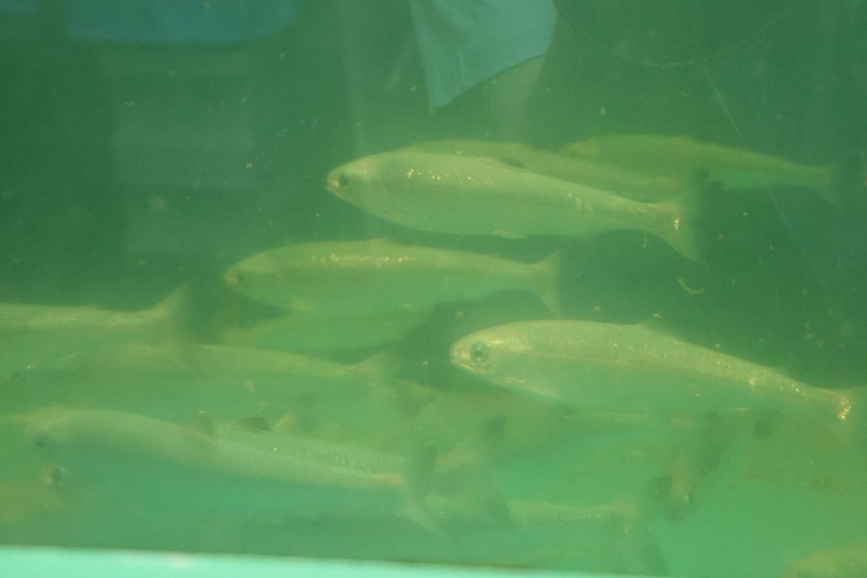 サケの完全養殖の実験に乗り出す　岡山理科大の好適環境水で 世界初の実現へ