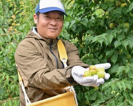 やまだふるら和歌山県みなべ町 南高梅 当日収穫分5Ｌサイズ4キロ 南高梅の収穫最盛期、品質良好 和歌山南部：山陽新聞デジタル｜さんデジ