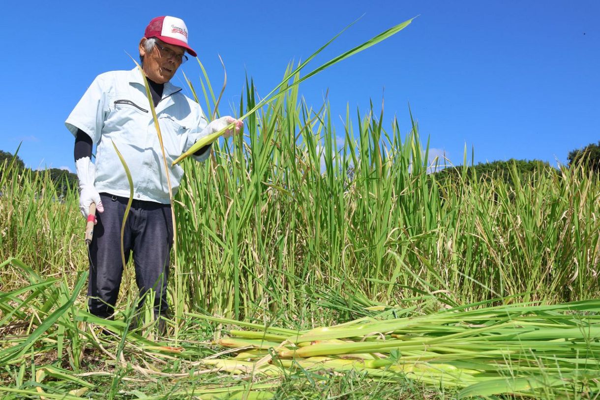 【産地のいま】岡山県里庄町　マコモタケ 調理方法幅広く 耕作放棄地の水田生かす