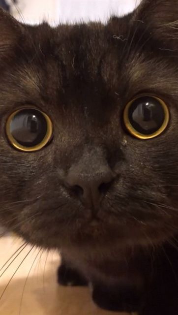 じっと見つめる好奇心旺盛な黒猫に329万回再生「最高のどアップ