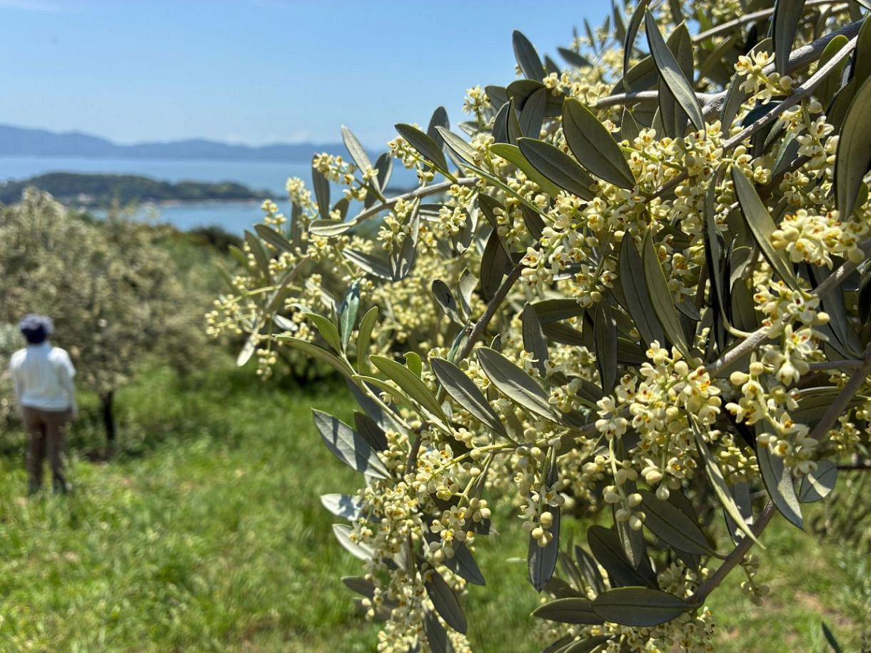 オリーブの花かれん　瀬戸内・牛窓、多島美に映える