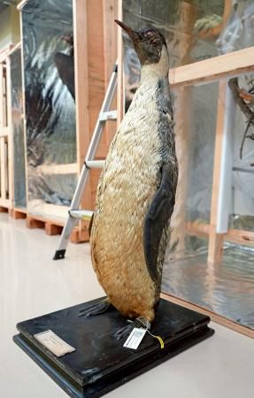 独自】南極白瀬隊捕獲ペンギン、台湾に 秋田の記念館が文書発見：山陽