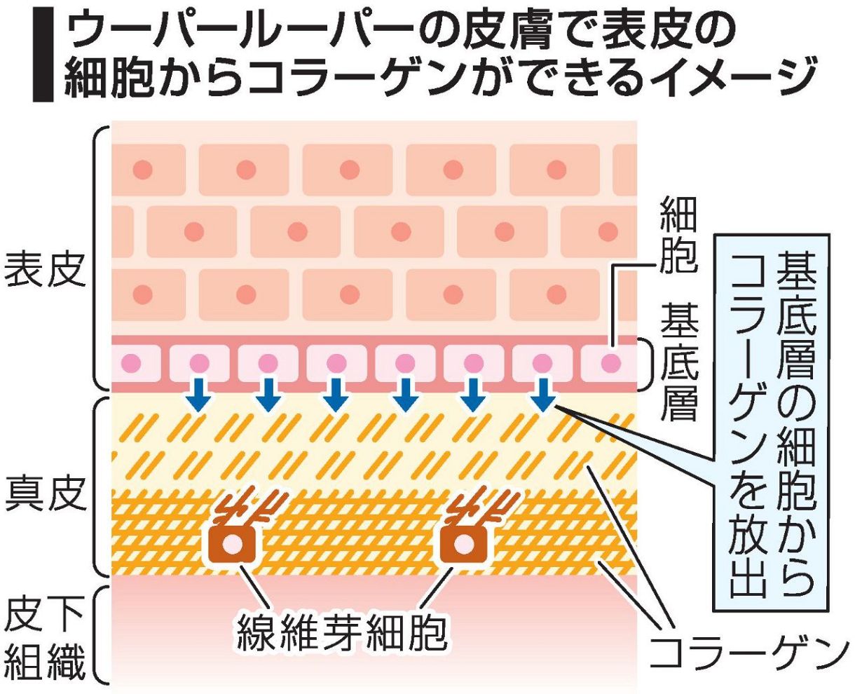 コラーゲン 表皮細胞での生成判明　岡山大院生 ウーパールーパー研究