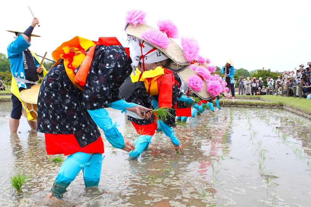 早乙女たち出際よく手植え　岡山・後楽園でお田植え祭