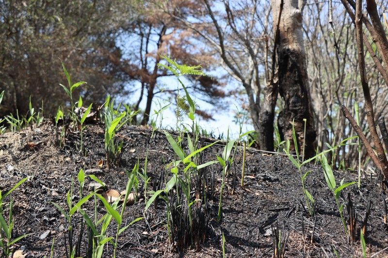 猛火しのいだ大地に小さな若葉　山林火災現場 自然の胎動に胸熱く