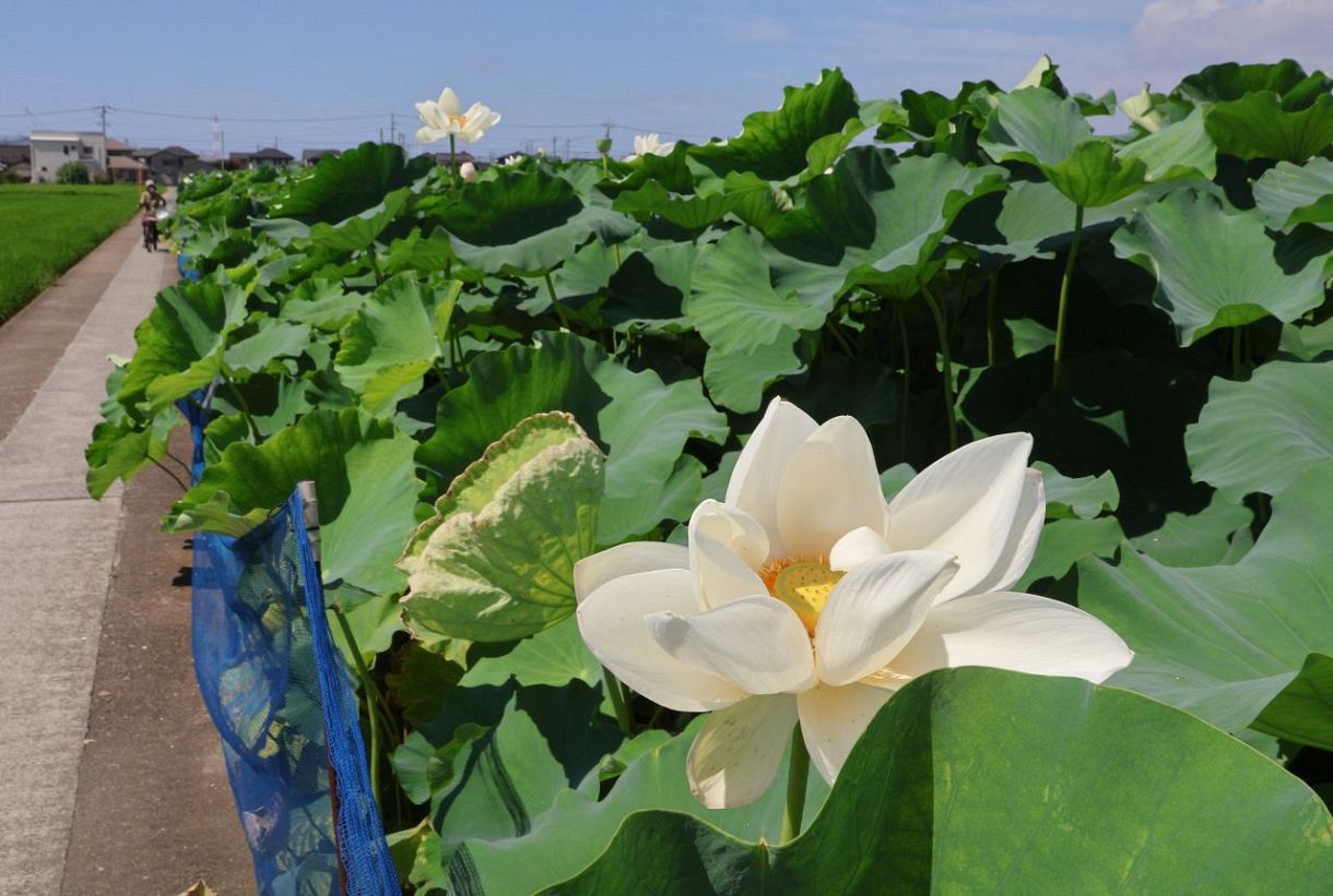 純白の大輪涼しげ ハスの花 倉敷・連島のレンコン畑：山陽新聞デジタル