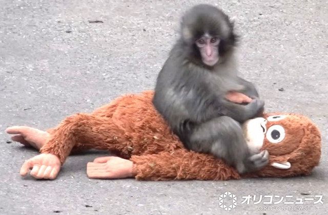 世界一有名なニホンザル」子ザルのパンチくん、世界中から“心のこもっ