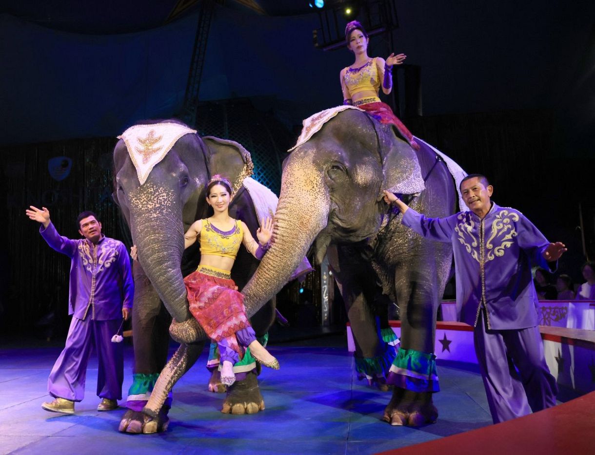 【夢運ぶ赤テント　木下大サーカス岡山公演】①動物ショー　ゾウやポニー 観客をとりこに