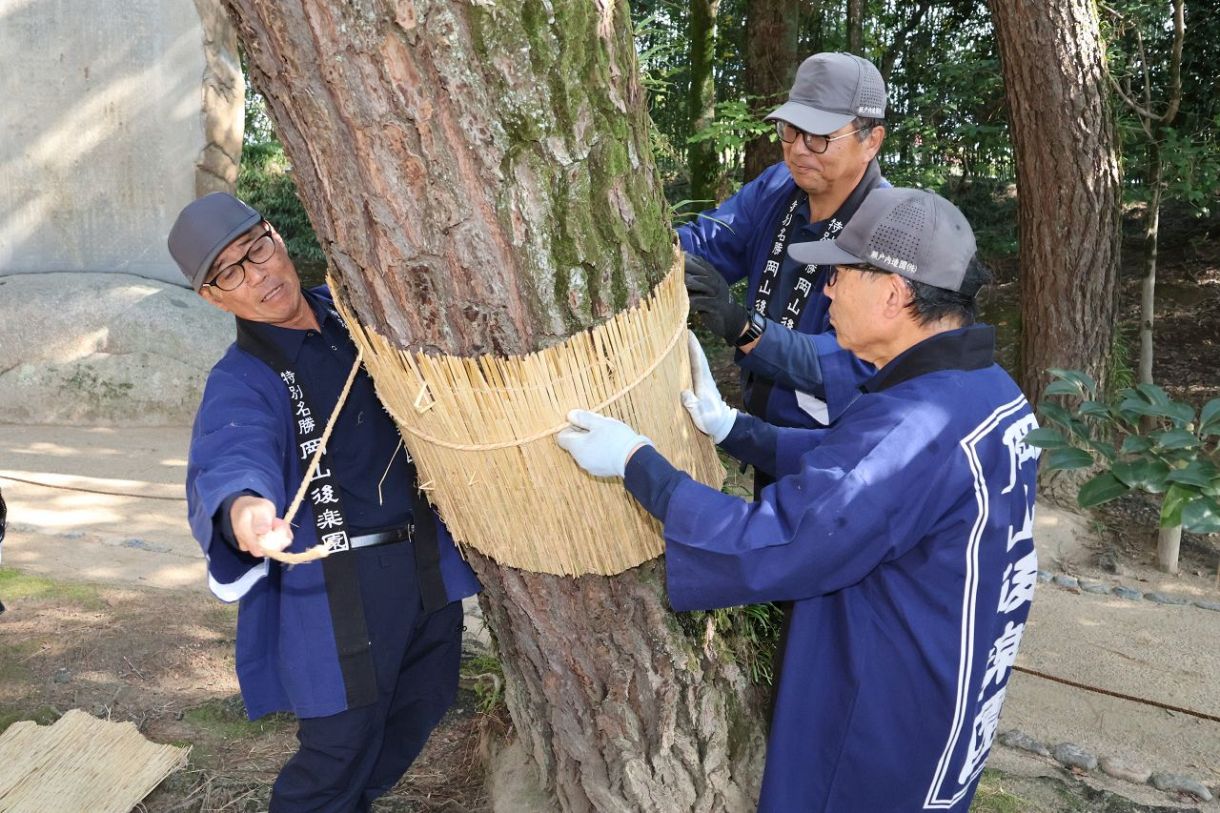 一足早く冬支度　岡山・後楽園で松の「こも巻き」【動画あり】