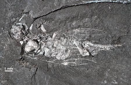 化石　E-9 化石E-9