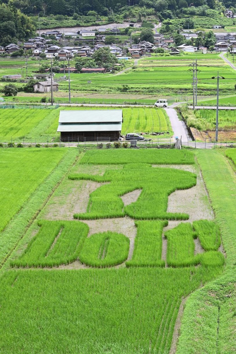 美作・永ちゃん田んぼ ギター弾くシルエットくっきり：山陽新聞