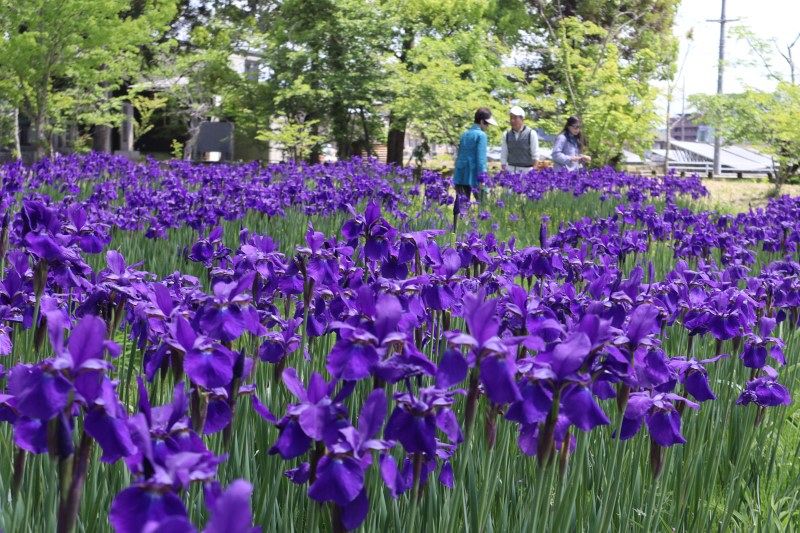 津山・作楽神社でアヤメ見頃　気品漂う紫の花 映える