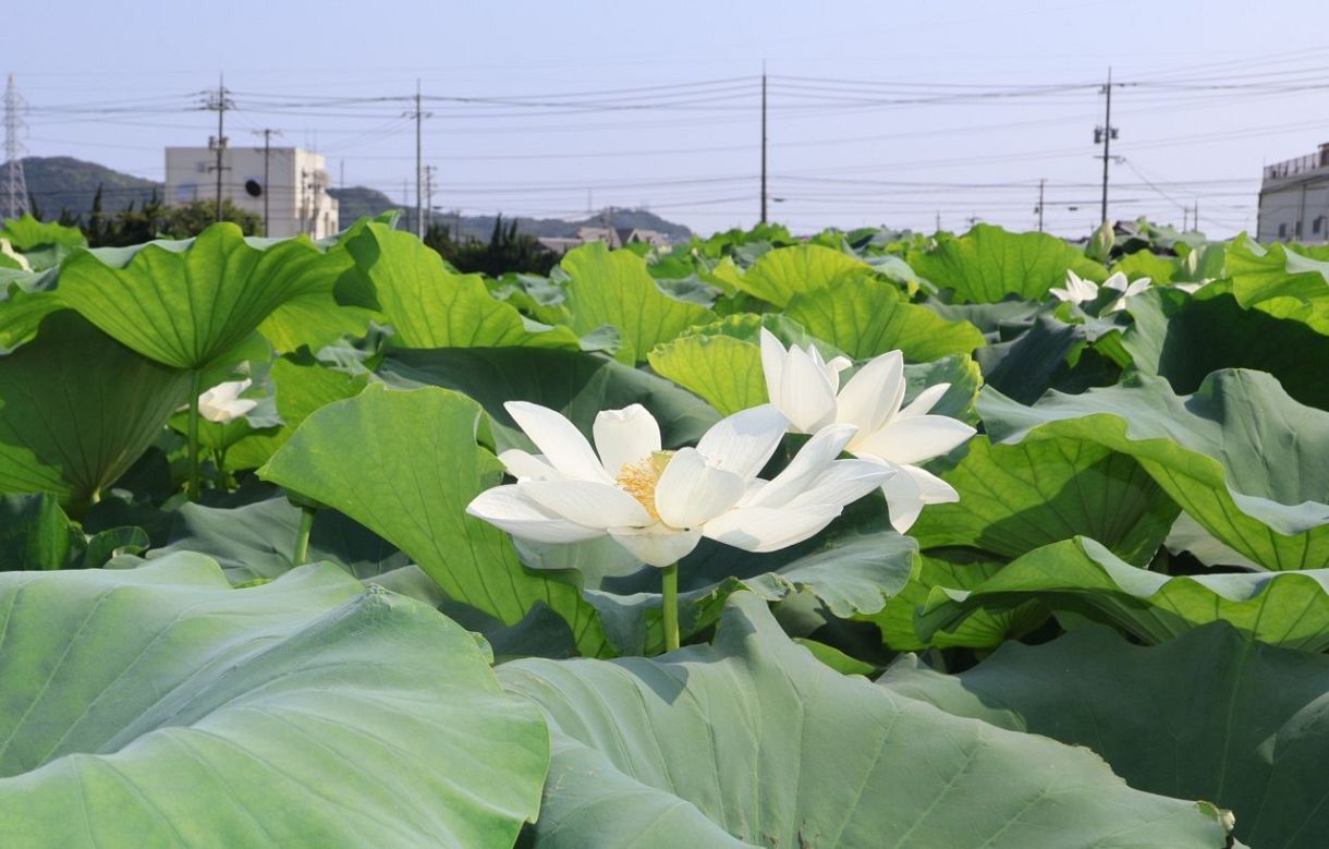 純白のハス涼しげ 倉敷・連島　レンコン畑 葉の間にのぞく大輪