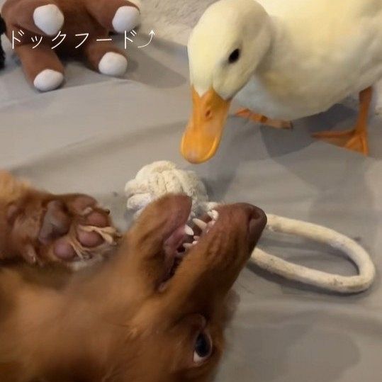 自分を犬だと信じて疑わないアヒル、犬のおもちゃで遊びドッグフードも