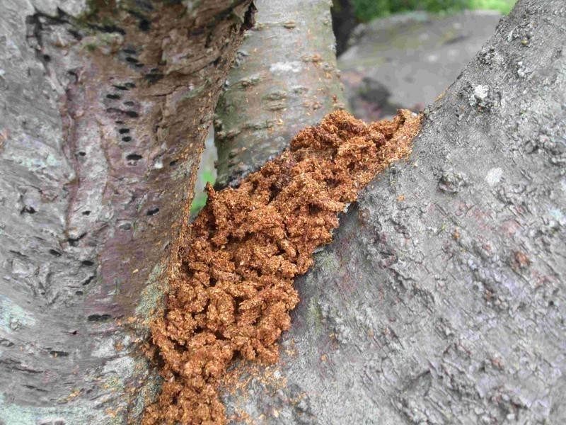 クビアカツヤカミキリ」分布急拡大 岡山県が警戒 香川で発見、徳島では
