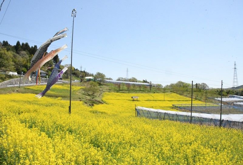 成羽 夫婦岩近くの畑で菜の花見頃 26、27日に祭り：山陽新聞