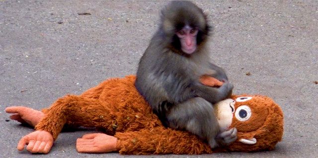 “子ザルのパンチが話題”市川市動植物園が声明 引きずられ動画拡散に説明「パンチの頑張りを応援して」:山陽新聞デジタル|さんデジ