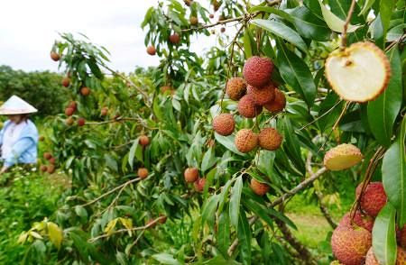 ベトナムの種なしライチ、日本市場を狙う 最大生産国は中国