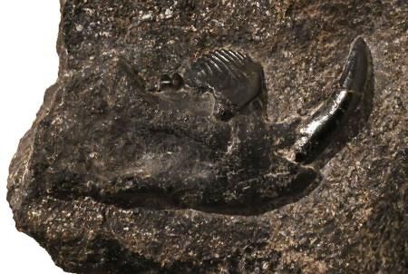 リス似の新属新種化石、発見 鹿児島・下甑島、恐竜時代：山陽新聞