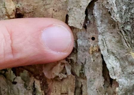 北の大地、広がる「ナラ枯れ」 原因虫が温暖化で北上 対策妙案なく