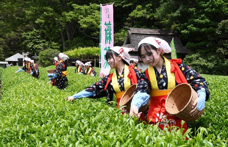 茶摘み娘 昔ながらの作業実演　後楽園、初夏の訪れ告げる