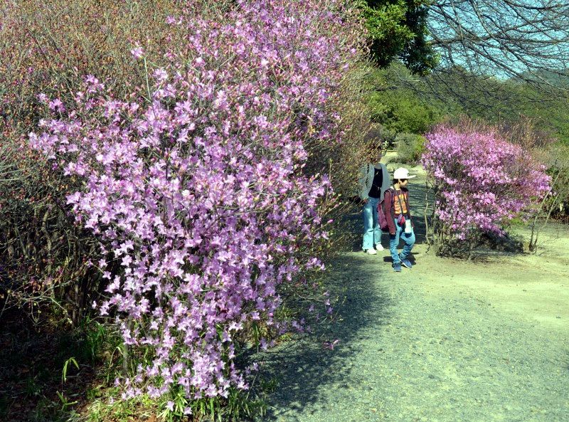 通仙園でコバノミツバツツジ見頃 児島 瀬戸内の陽光に映える 通仙園でコバノミツバツツジ見頃 児島 瀬戸内の陽光に映える