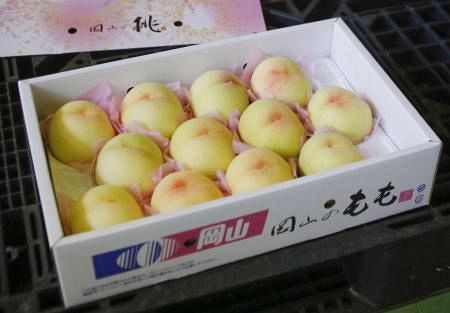 岡山の清水白桃、本格出荷 「甘み増し」なめらか食感：山陽新聞
